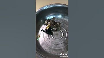 robot vs crab fight