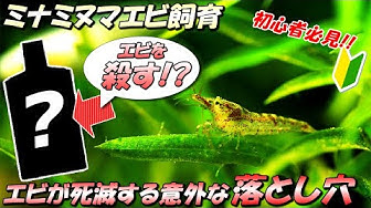 ミナミヌマエビ Youtube