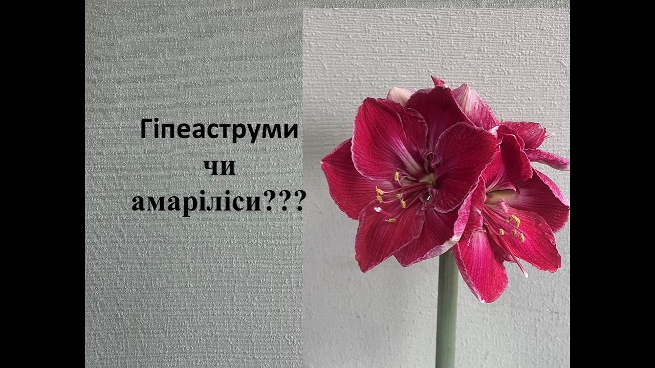 Красені гіпеаструми - хіт зими 2026 року!