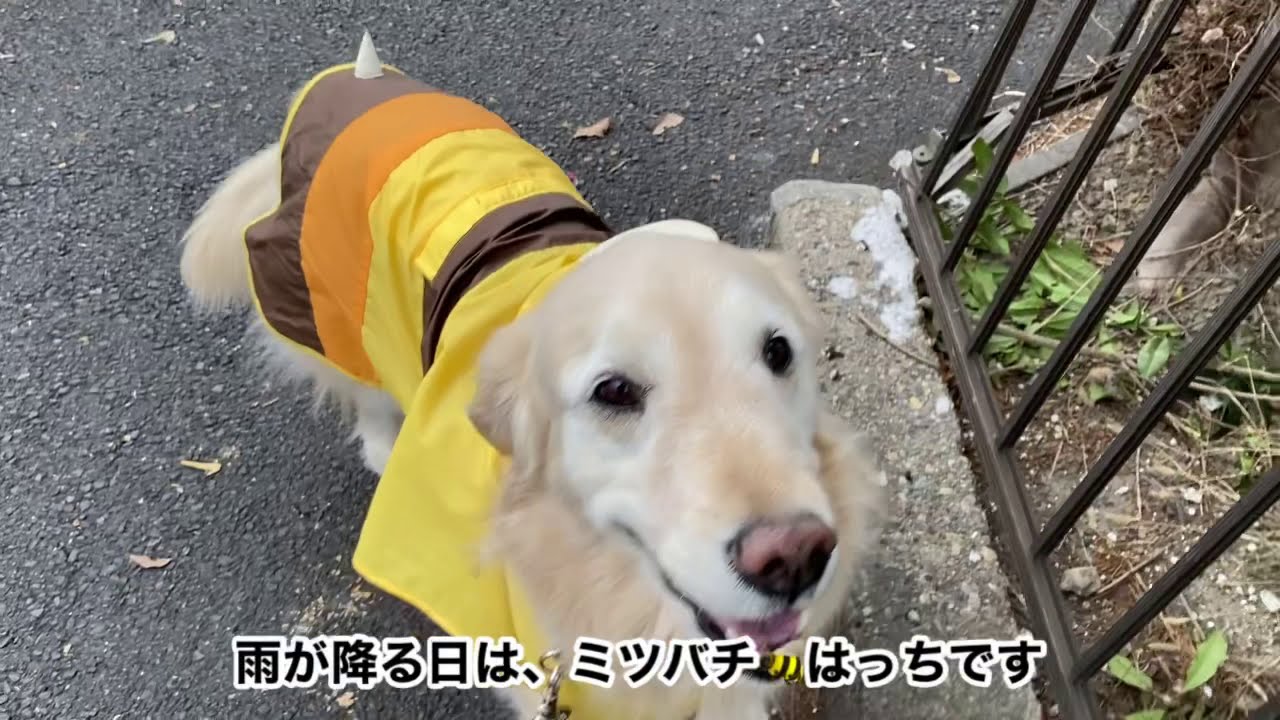 ミツバチはっちのお手伝いは笑顔にさせちゃうゴールデンレトリバーのはっち Youtube ミツバチはっちのお手伝いは笑顔にさせちゃうゴールデンレトリバーのはっち Youtube