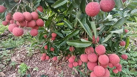 vải thiều lục ngạn tham quan vườn vải của chủ kênh SƠN HOÀNG TV