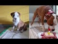 Amstaff Boss - 8 weeks to 1 year の動画、YouTube動画。