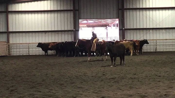 Donna Padula riding Tanner in the 2k March 22 2015...