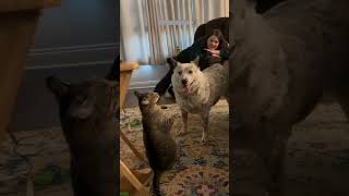Boss Cat tries to act like a human - Funny Moments 😹 Meme Cat!