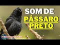 Som de Pássaro-Preto / Chopi Blackbird (Vidas No Mundo)