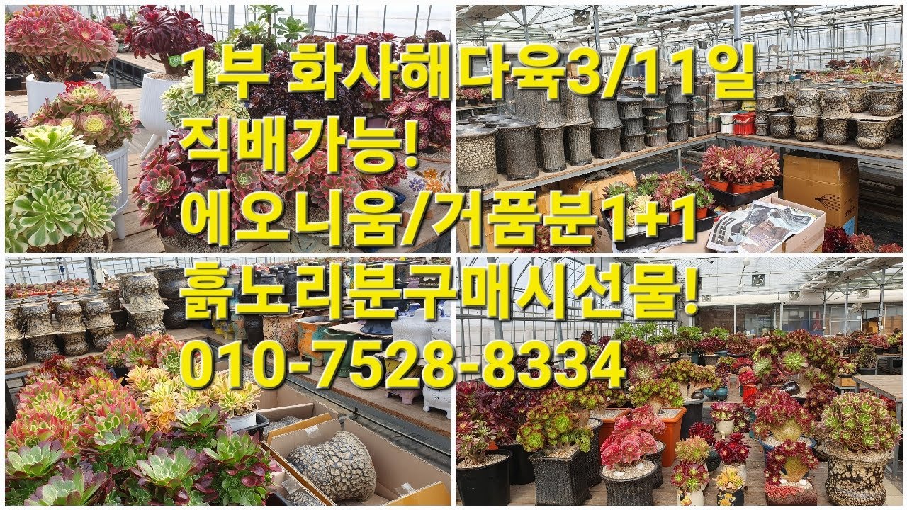 1부 화사해다육3/11일직배가능!에오니움/거품분1+1흙노리분구매시 에오니움선물!010-7528-8334