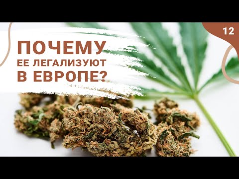 Марихуана и ее легализация на территории Европейских стран | Разбор теневого бизнеса!