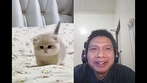 Video 10989041: funny cat's kittens bath, bath cat kitten cute, cat bathing washing, funny cat bath reactions, hilarious cat kitten, cat adorable kitten