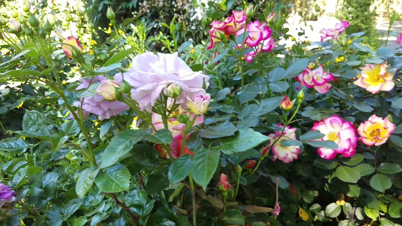 David Austin roses