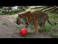 Tigrovi dobili nove lopte
