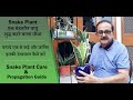 How to care  propagate sansevieria  snake plant i air purifying indoor plant i taarun chopraa