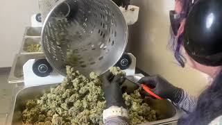 Groen Automation Sorter