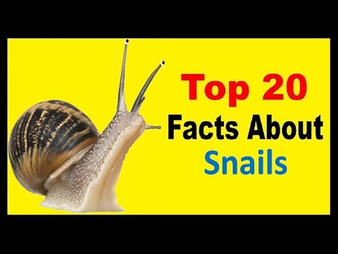 Snails - Facts