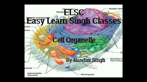 Easy Learn- CELL ORGANELLE for Csir Net, Dbt Jrf and other exams by Nandini Singh