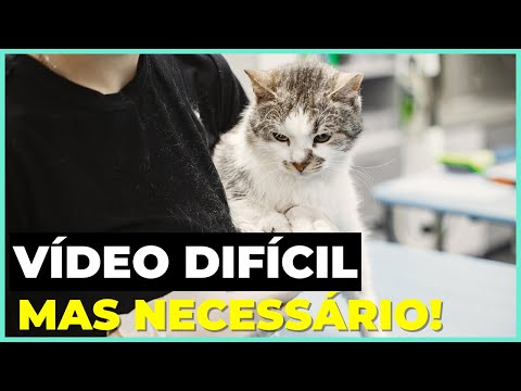 Vídeo: Quando os gatos morrem de velhice?