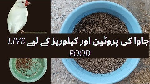 How to make Live Food at Home || Mealwarms for Birds || Java Protein