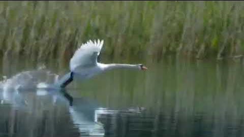 It tries.  Wings ready, sky not yet. Not today, but one day.