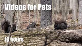 Squirrels, Chipmunks and Forest Friends  Relaxing 10 Hour Video for Pets and People  May 09, 2024