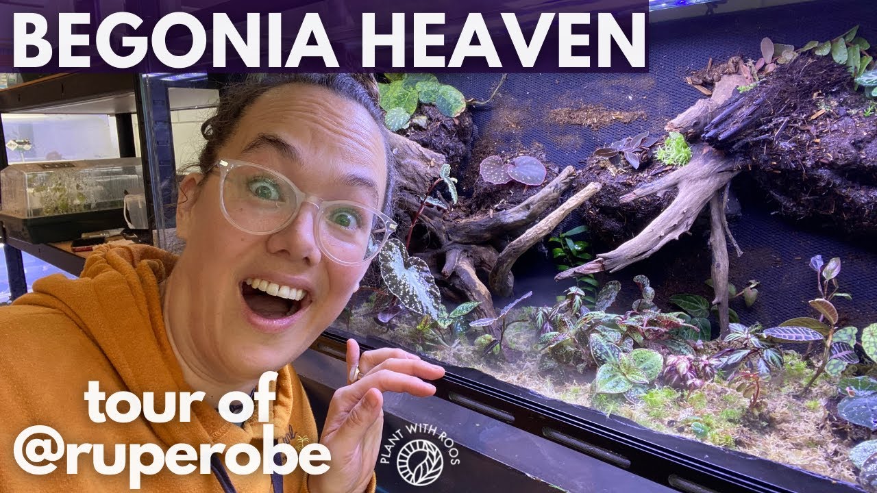 Begonia heaven - a visit with @ruperobe | Plant with Roos