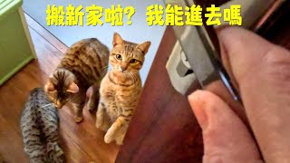 剛搬家，浪浪就來叫門啦，“進來吧送你們一間房”｜ 西樹 Xishu&Cats by 西樹 Xishu&Cats 5,895 views 3 months ago 8 minutes, 10 seconds