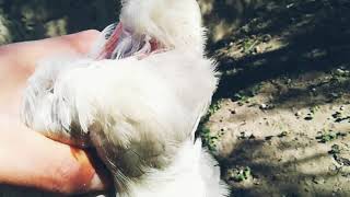 علاج مرض الشخرة عند الدجاج كلام من ذهب للمبتدئين لإنجاح تربية دجاجمع منظر دجاج جميل من مزرعتي