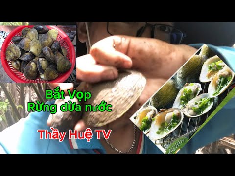 Một ngày BẮT VỌP - RỪNG DỪA NƯỚC | Thầy Huệ TV - YouTube