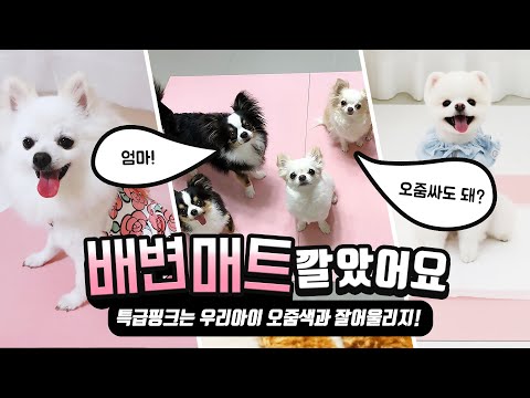 배변매트 깔았어요!