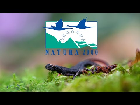 Video: Area naturale particolarmente protetta. Tipi di aree protette e loro destinazione