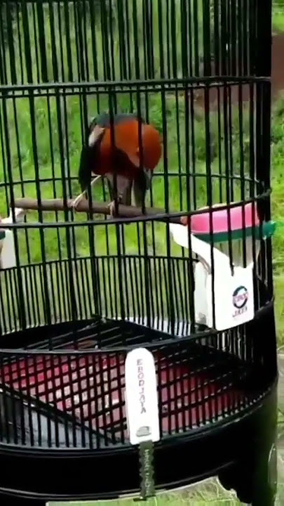 Anis merah teler mewah juara nasional.#burung #kicaumania #anismerah