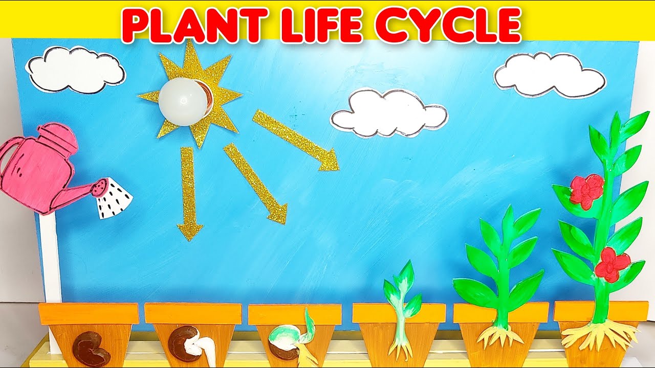 Plant life cycle model | Science project