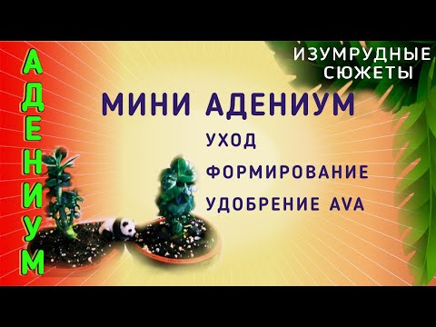 Видео: Подрязване на истински индигови растения: Научете за намаляването на индигото