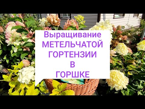 УСЛОВИЯ  выращивания  МЕТЕЛЬЧАТОЙ ГОРТЕНЗИИ в горшке 🌿🌿🌿#гортензияметельчатаявгоршке