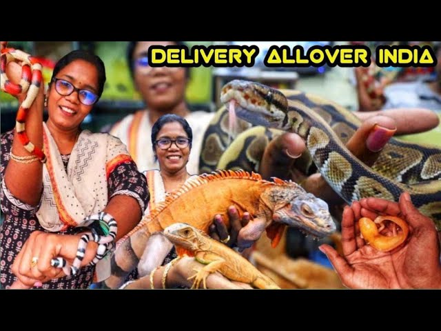 உங்க வீட்ல இதெல்லாம் வளர்ப்பீங்களா?? EXOTIC PETS PART 1 - Bangalore