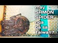 SAMON Spider Hunting in Taiwan - Nauwi pa rin sa Gagambang Giants