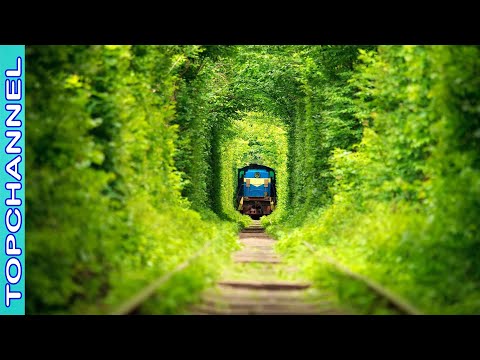 Vídeo: Túneles De árboles Más Bellos