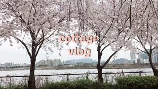 Vlog) 선유도공원부터 안양천까지 벚꽃투어