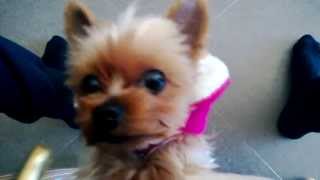 Funny Yorkie The Third by DUBReviews 120,107 views 10 years ago 3 minutes, 20 seconds