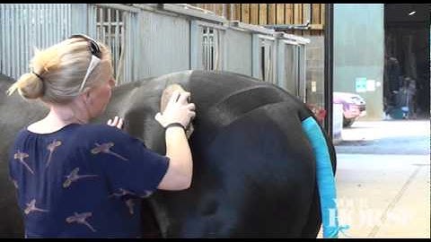 Create quarter marks like Carl and Charlotte | Your Horse