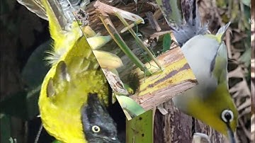 22/1/2021 Cuab qhaub noog noj txiv tsawb mag zoo kawg nawb