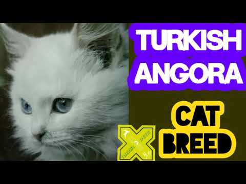 Video: Turkish Angora Miv Yug Hypoallergenic, Noj Qab Haus Huv Thiab Lub Neej Span