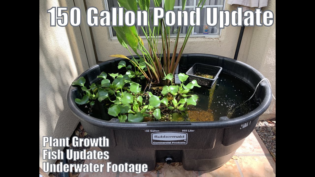 150 Gallon outdoor fish pond / tub Part 4 Massive plant growth and