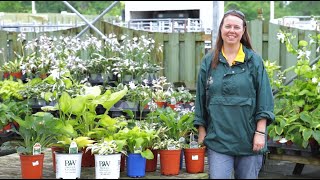 PETITTI Growing Hostas | Miniature to Giant Varieties Perfect for Shade Gardens