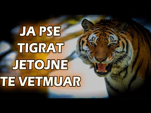 Video: Cili është roli i një specie pioniere në vazhdimësinë e hershme?