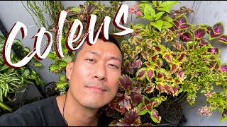 Coleus Care Tips, Pruning, and Propagation In Water And Soil  WITH UPDATES!