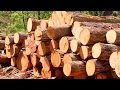 The Wood Merchants: Forest to Furniture The Wood Merchants: Forest to Furniture