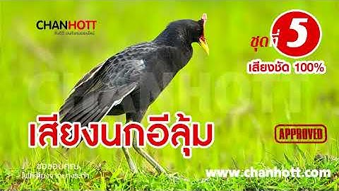 ធ្នាក់ខ្លុម เสียงนกอีลุ้ม นกตูม ชุดที่ 5 Watercock sound mp3