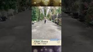 J-Idol Hello, Hikari Aozora Fans