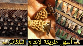 إنتاج أكبر عدد من ملكات النحل بأسهل طريقة التطعيم ج 1