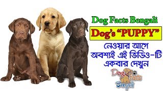 How to choose your puppy in bengali | puppies for first time dog owners | Dog Facts Bengali by Dog Facts Bengali 30,786 views 4 years ago 6 minutes, 36 seconds
