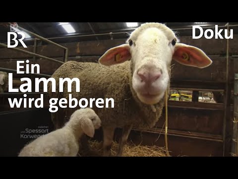 Schafzucht in Deutschland: So kommen Lämmchen auf die Welt | Zwischen Spessart und Karwendel | BR